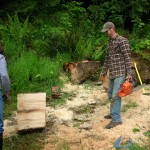 harvesting wood